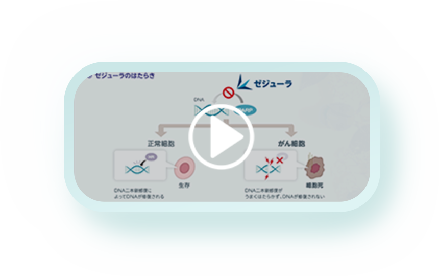 動画でみるゼジューラ